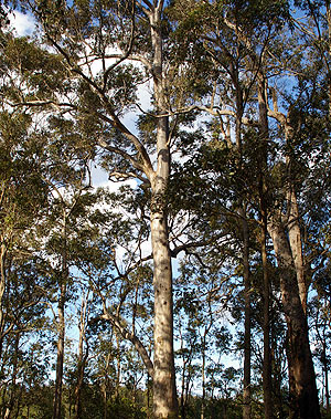 Surrounding tall native trees provide plenty of shade...